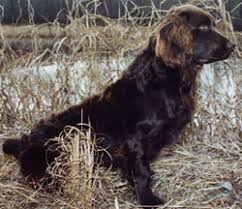 Dewclaws have been removed and tails have been docked. Boykin Spaniel Dovewood Kennel Home Page