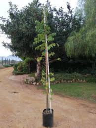 Image result for Celtis africana