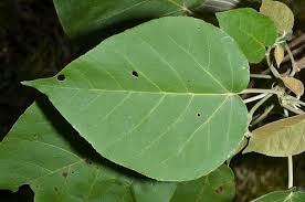 Image result for Croton macrostachyus
