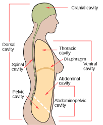 Woman holding a blackboard with a titled diagram / illustration of human body and lungs drawn chalk woman anatomy internal organs, rear and front views. The Human Body Cavities Human Anatomy And Physiology Lab Bsb 141