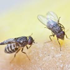 Sweet and fruity scents, perspiration on humans, water and body heat, dirty dishes they like. How To Get Rid Of Fruit Flies Planet Natural