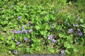 Finally, in 1971, the garden clubs of new jersey precipitated a bill that declared the common meadow violet as the official state flower. Common Blue Violet Soothing Medicine Inside And Out