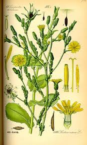 Image result for Lactuca indica