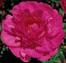 Please come visit us and check out this peony at the peony showgarden holland. Peony Margaret Truman Margarettruman