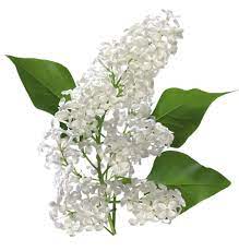 Transparent White Lilac Clipart Lilac Flower Clipart Flowers