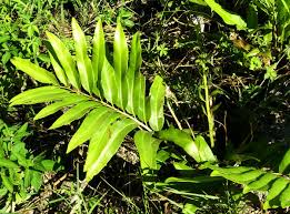 Image result for Acrostichum aureum