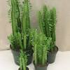 In fact, almost any bits of it, when reaching the ground, can root and become another shrub. 1