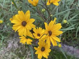 Image result for Helianthus angustifolius