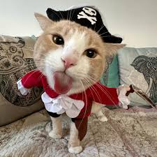 Leroy | Swipe to see a silly pirate! 🏴‍☠️ #catmeme #catsofinstagram  #catstagram #cat #funny #silly #cute #kitten #kitty #catlover  #catpicoftheday … | Instagram