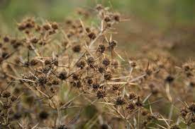 Older pods from the previous season won't be as spiky since they've been exposed to the weather. Buds Of Weed With Prickly Spikes Whole Stock Image Colourbox