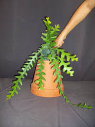 In this simple tutorial, i will show you how to sew ric rac 4 different. Cryptocereus Anthonyanus Ric Rac Cactus