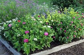 Pin On Herbs And Flowers