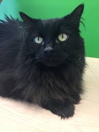 Black cats are friendly, playful, effortlessly elegant and have a lot of love to give. Princess The Cat Needs A Home Asap Beach Metro Community News