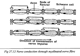 Nerve Impulse Conduction Online Biology Notes