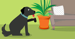 How do you keep a dog from licking a wound without cone? Lick Granuloma How To Manage Obsessive Licking Dogs Naturally