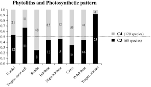 Image result for Heteranthoecia  guineensis