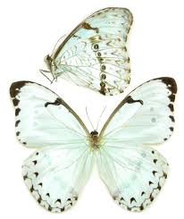 We did not find results for: Morpho Catenarius Argentius Morphidae Blue Morphos Others Butterfly Art Print Butterfly Poster Butterfly Art