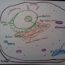 Check spelling or type a new query. How To Draw An Animal Cell Owlcation