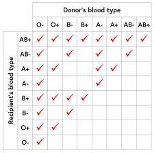 48 Abundant Compatibility Chart For Red Blood Cells