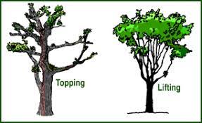 Tree Preservation Proper Tree Pruning