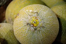 Image result for Cucumis humifructus