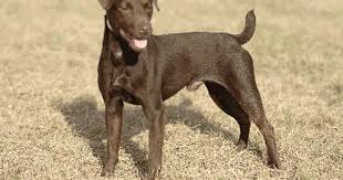 Patterdaleterrier Terrier Noahsdogs Com Patterdale Terrier Terrier Dogs Rare Dogs