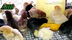 Gynura divaricata for chicken health. Pembekal Anak Ayam Kampung Asli Youtube