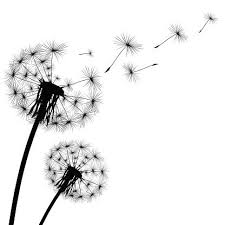 Black And White Vector Art Free Dandelion Illustrations Royalty Free Vector Graphics Clip Art Dandelion Art Dandelion Drawing Dandelion Tattoo