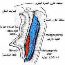نشأة الذرية معجزة علمية موقع اعجاز القرآن والسنة اعجاز القرآن معجزات القرآن الاعجاز العلمي في القرآن