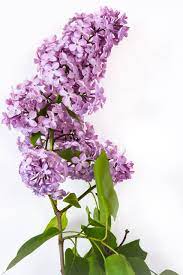 Free Image On Pixabay Lilac Flower Nature Spring In 2020 Flowers Bridal Shower Diy Lilac Flowers