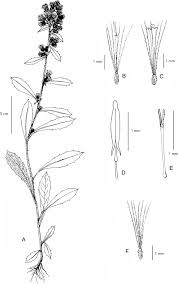 Image result for Blumea