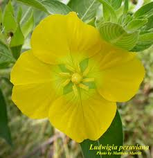 Maybe you would like to learn more about one of these? Plant Details Flip