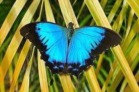 Papilio montrouzieri [Explore #80] | Papilio montrouzieri, l… | Flickr