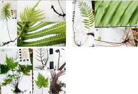 Image result for Amauropelta bergiana