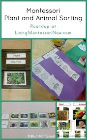 This chapter will explore how different invertebrates, organisms without a backbone, are classified into different categories. 13 Vertebrae And Invertebrate Ideas Vertebrates And Invertebrates Montessori Science Montessori