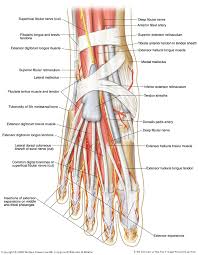 Foot Nerve Diagram Catalogue Of Schemas