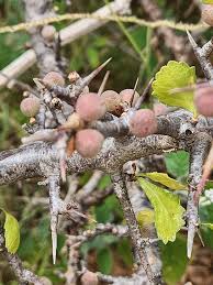 Image result for Commiphora kua