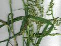Image result for Panicum phragmitoides