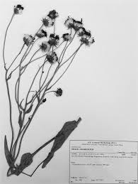 Image result for Pegolettia senegalensis