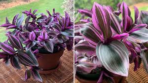 Image result for Tradescantia