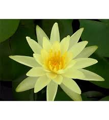 Image result for Nymphaea sulphurea