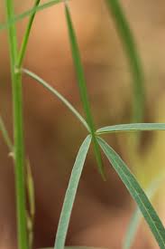 Image result for Crotalaria lanceolata