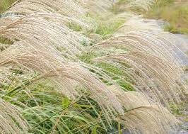 Image result for Miscanthus sinensis