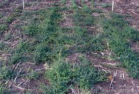 Image result for Vigna kirkii