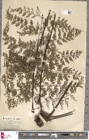 Image result for Asplenium loxoscaphoides