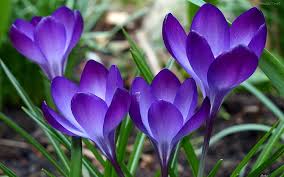 Resultado de imagen de flores azules hermosas