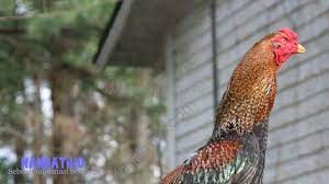 See more of pecinta ayam pama, birma, mangon & pamangon. Ini Dia 8 Warna Bulu Ayam Bangkok Aduan Paling Disegani