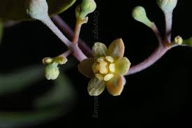 Image result for Synandrodaphne