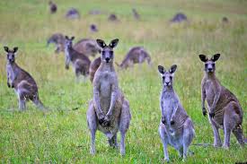 Image result for kangaroos in australia