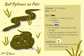 Pin By Musicals Yas On Cute Animals In 2020 With Images Ball Python Ball Python Pet Ball Python Care